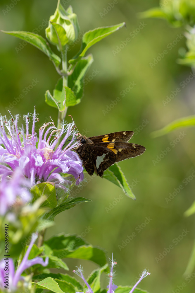 Tiny skipper butterflies on flowers Tiny skipper butterflies on flowers