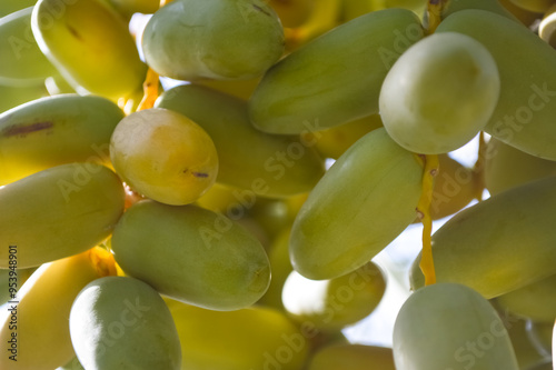 Dates fruit on palm tree, natural organic food farm photo