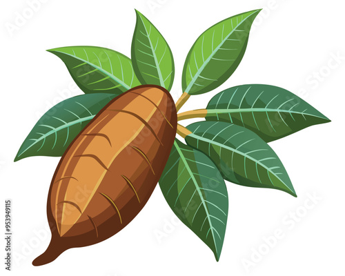 Cassava vector illustration isolated in white background 