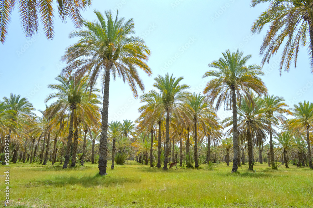 Sweet fruit dates plants farming agriculture countryside. Natural view of landscape palm trees against blue sky Sweet fruit dates plants farming agriculture countryside. Natural view of landscape palm trees against blue sky