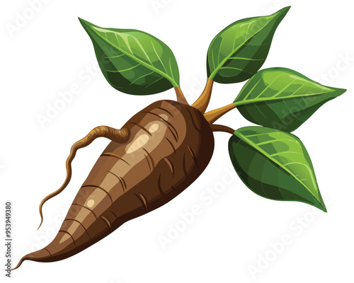 Cassava vector illustration isolated in white background 