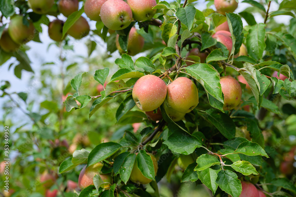 Apple tree branches with apples in an orchard. Apple tree branches with apples in an orchard.