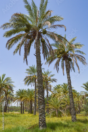 close up of palm trees on the background, dates fruit plant grassland photo