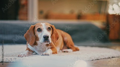 beagle dog lifting its head