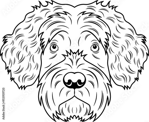 Portuguese Water Dog