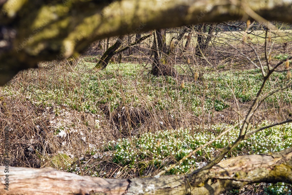 spring snowflakes flowers in latin leucojum vernum spring snowflakes flowers in latin leucojum vernum
