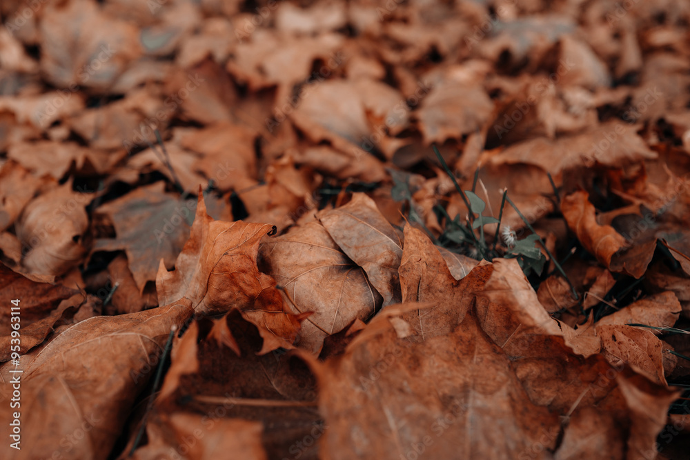 Autumn orange brown dry fallen leaves in the park, seasonal poster Autumn orange brown dry fallen leaves in the park, seasonal poster