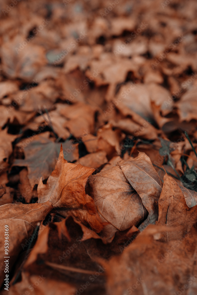 Autumn orange brown dry fallen leaves in the park, seasonal poster Autumn orange brown dry fallen leaves in the park, seasonal poster