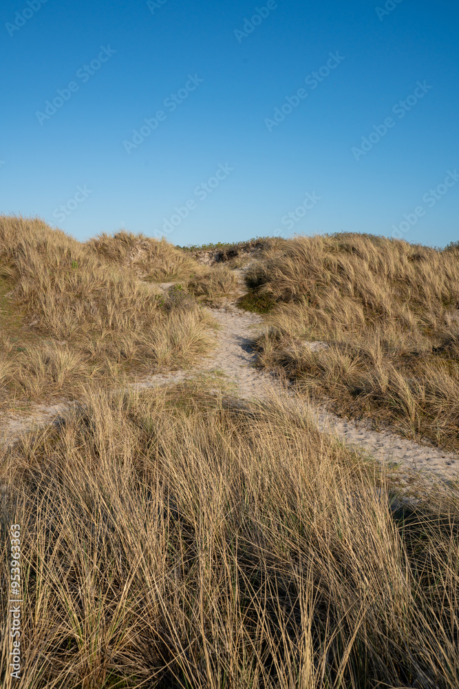 Danish dune landscape on a sunny day Danish dune landscape on a sunny day
