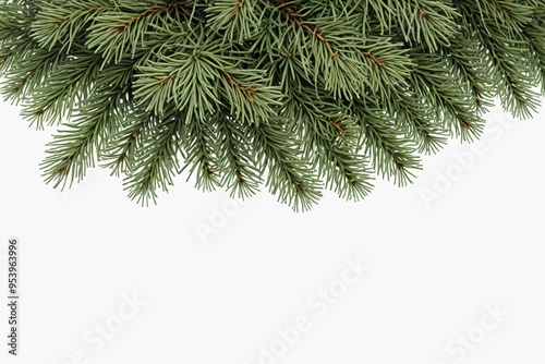 there is a pine tree branch with a white background 