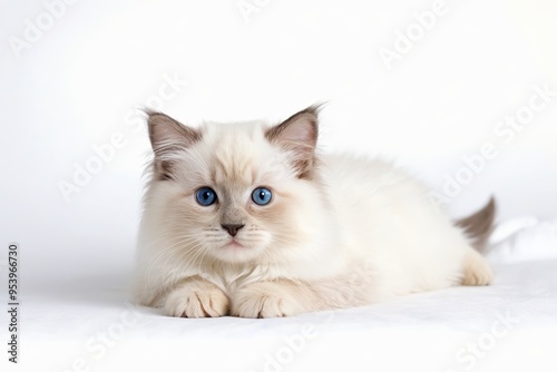 there is a white cat with blue eyes laying on a bed                         