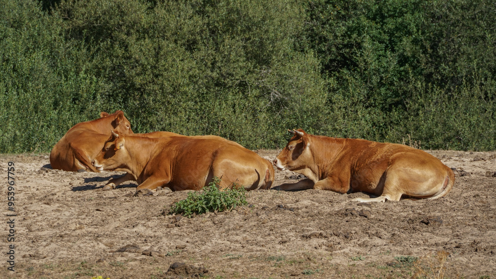 Fototapeta premium Vacas Pardas tumbadas a medio día por el calor , normalmente las cruzan con toro charolés (el blanco), por eso algunas becerros son café con leche cuando predomina el gen del padre.