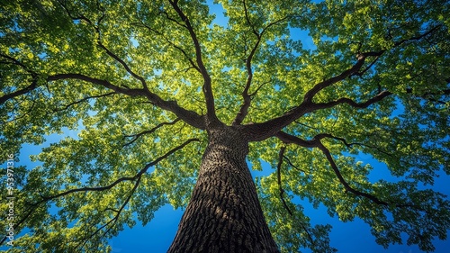 Upward view of large oak tree with bright green leaves against blue sky