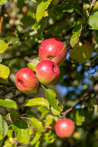 Red apples growing in sunshine