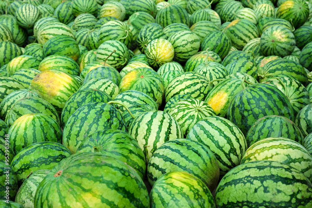 Many ripe watermelons of different varieties are lying on the market for sale. Many ripe watermelons of different varieties are lying on the market for sale.