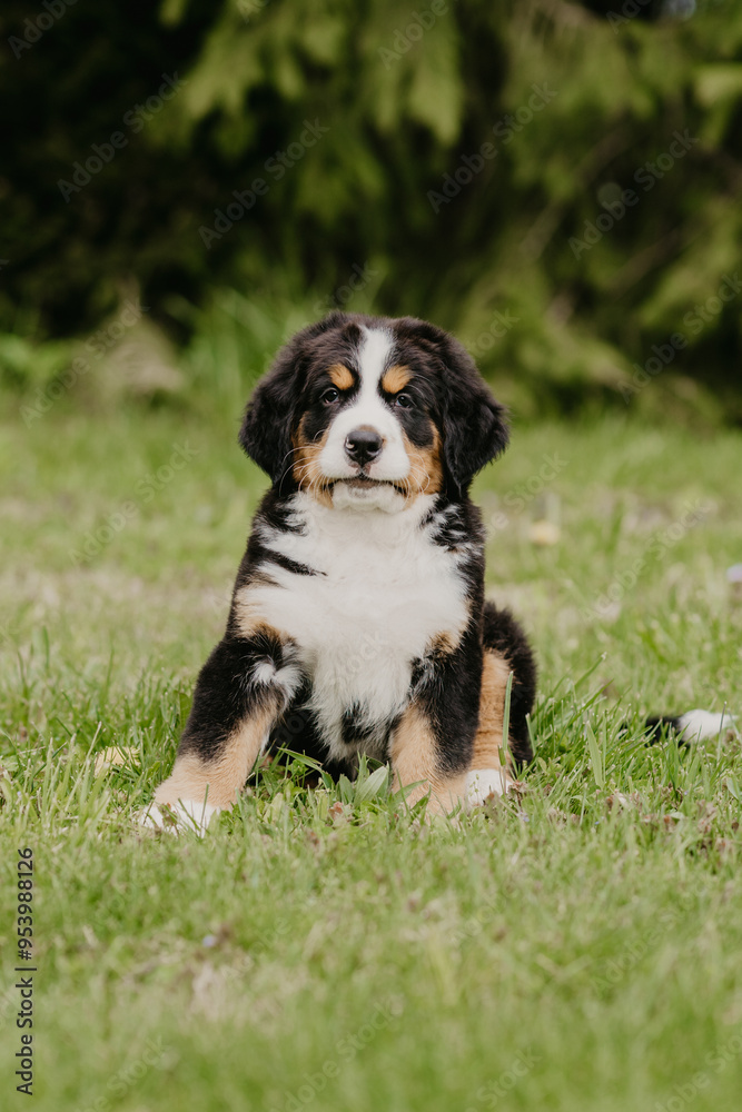st bernard puppy bernese mountain dog little st bernard puppy bernese mountain dog little