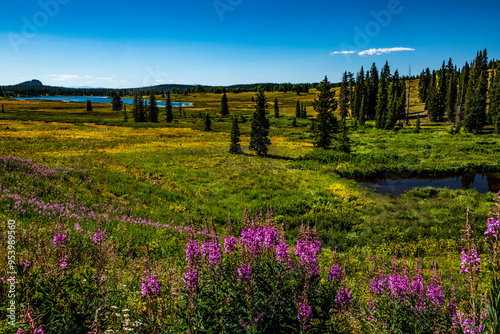 Colorado Wildflowers