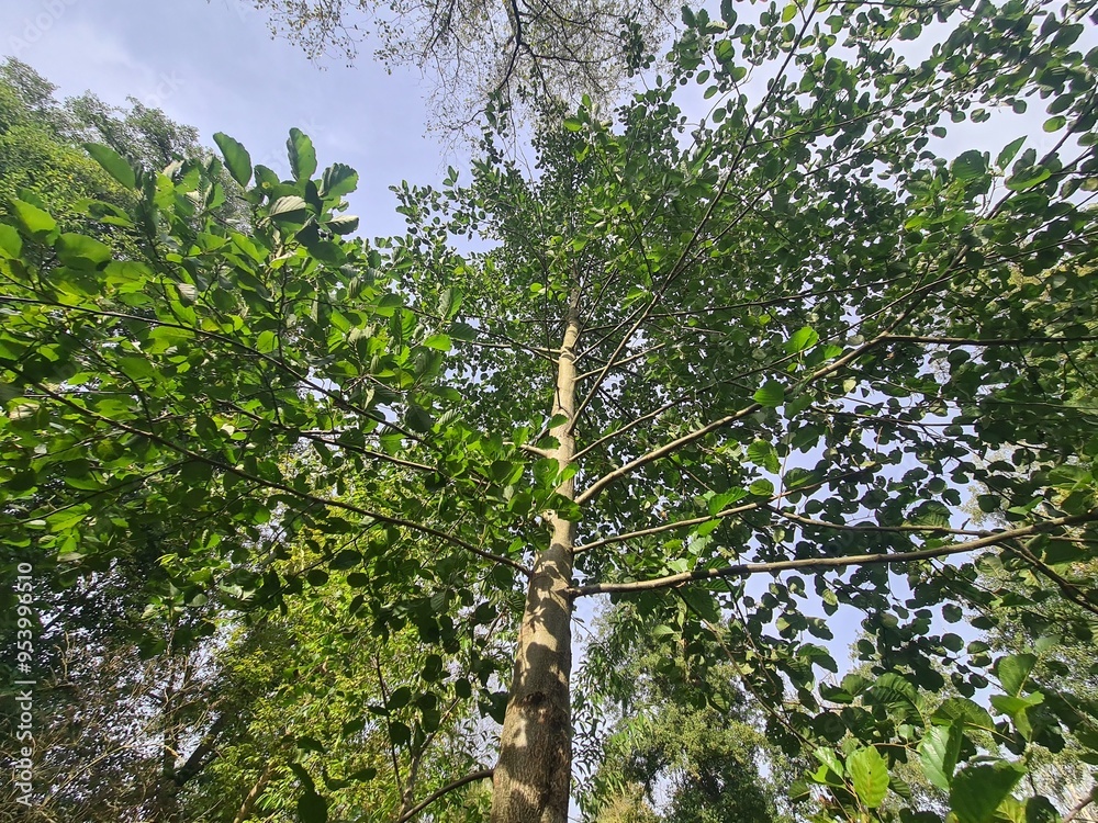 Fototapeta premium trees and sky in Berlin Rahnsdorf