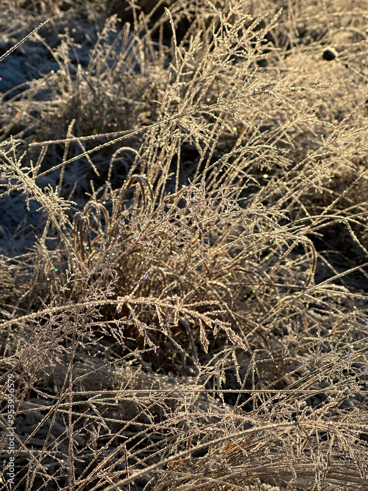 Winter frost grass in sunlight Winter frost grass in sunlight