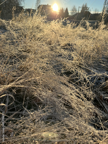 Winter frost grass in sunlight photo