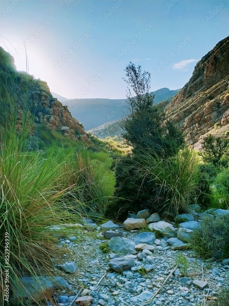 the trees bushes greenery in mountain day light the trees bushes greenery in mountain day light