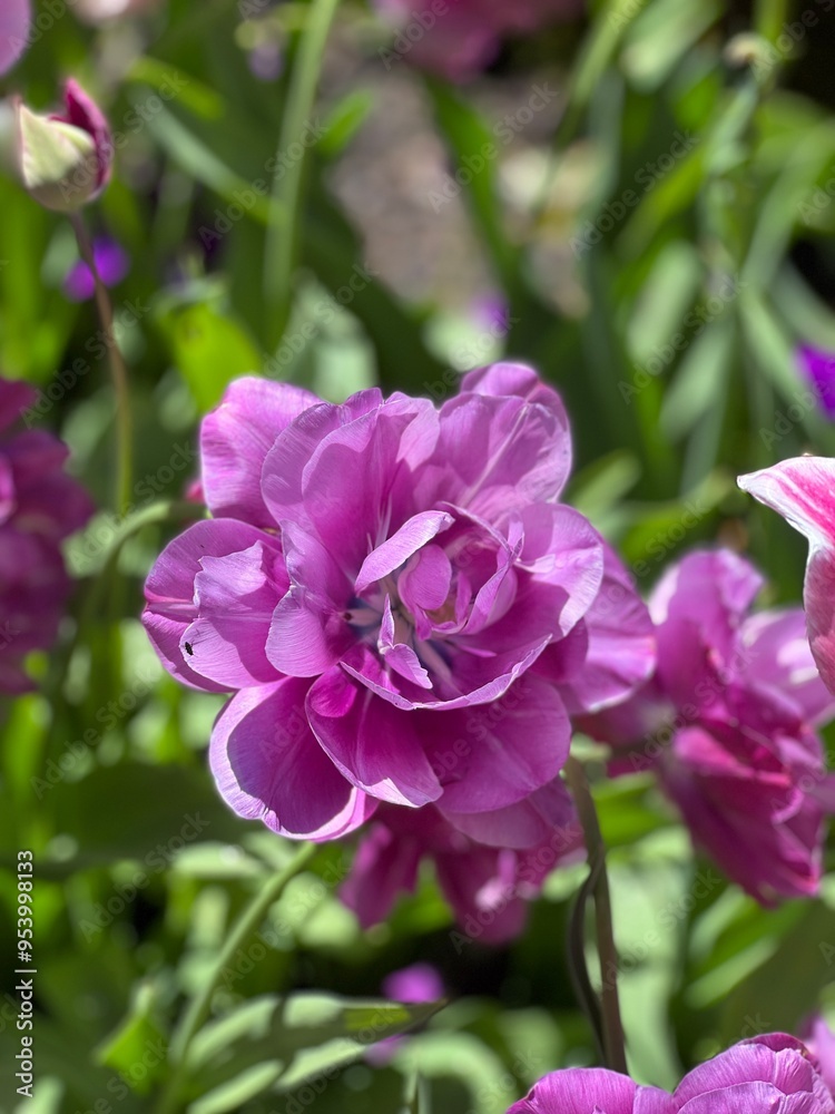 Flower Flower