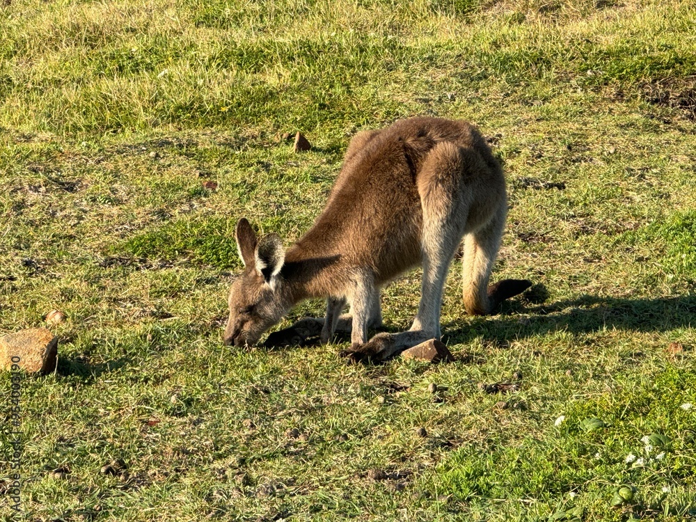 kangaroo in the grass kangaroo in the grass