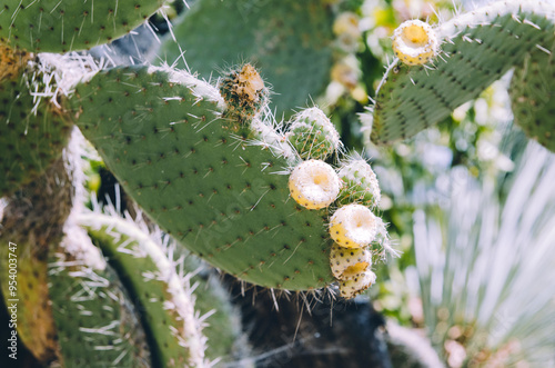 Close up of Opuntia bergeriana prickly pear cactus with fruits photo