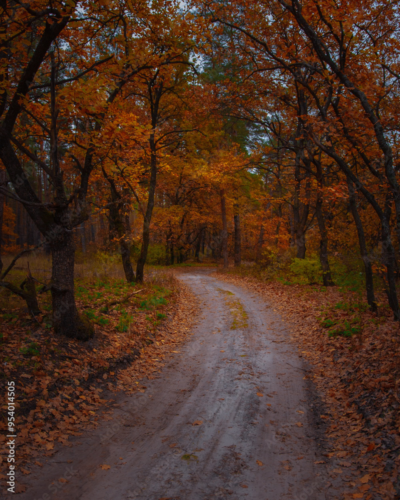 Naklejka premium Autumn orange trees in park