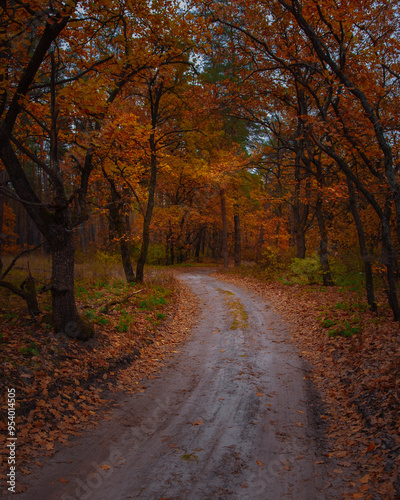 Autumn orange trees in park