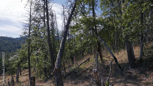 Tree Felling Cutting and Falling