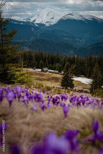 safran blosson in mountains photo