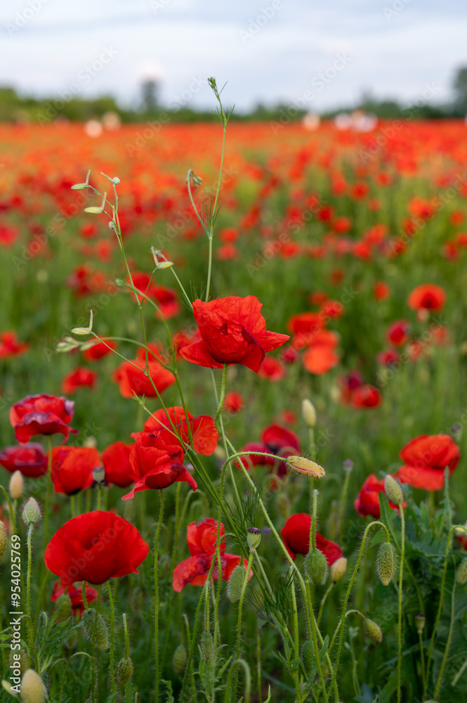 Red poppies Red poppies