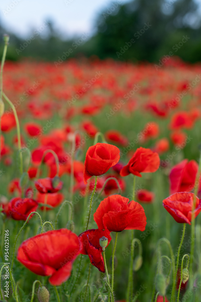 Naklejka premium Red poppies