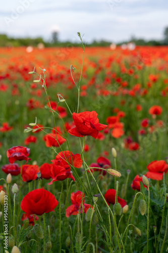 Red poppies