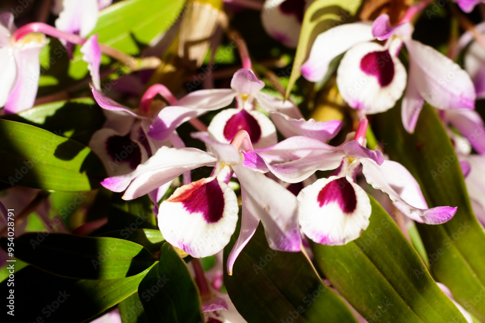 Fototapeta premium orchids colorful