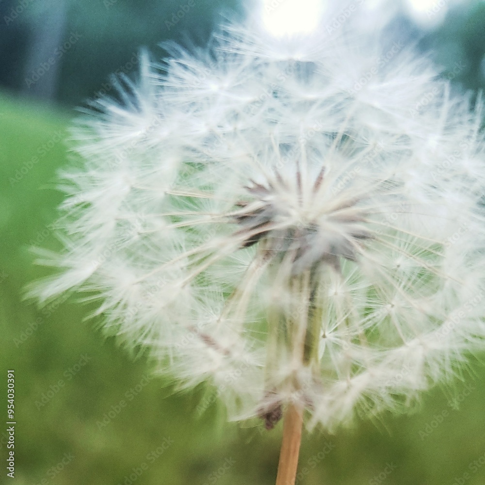 Obraz premium dandelion seed head