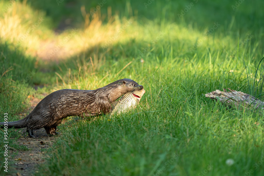 Fototapeta premium Wydra z ryba
