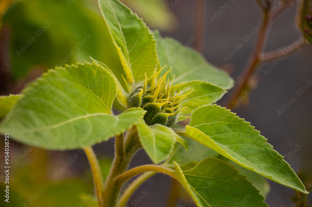 Sunflower bud on a gray background in sunlight. Sunflower bud on a gray background in sunlight.
