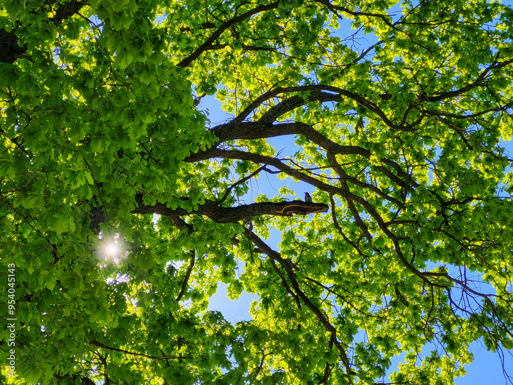 Fototapeta premium Natural sunlight between green leaves on a background of blue spring sky