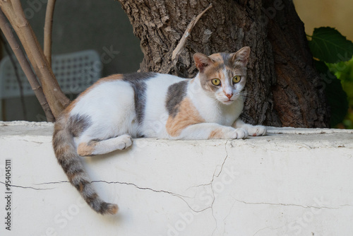 A Tricolor Alley Cat on a Fence photo