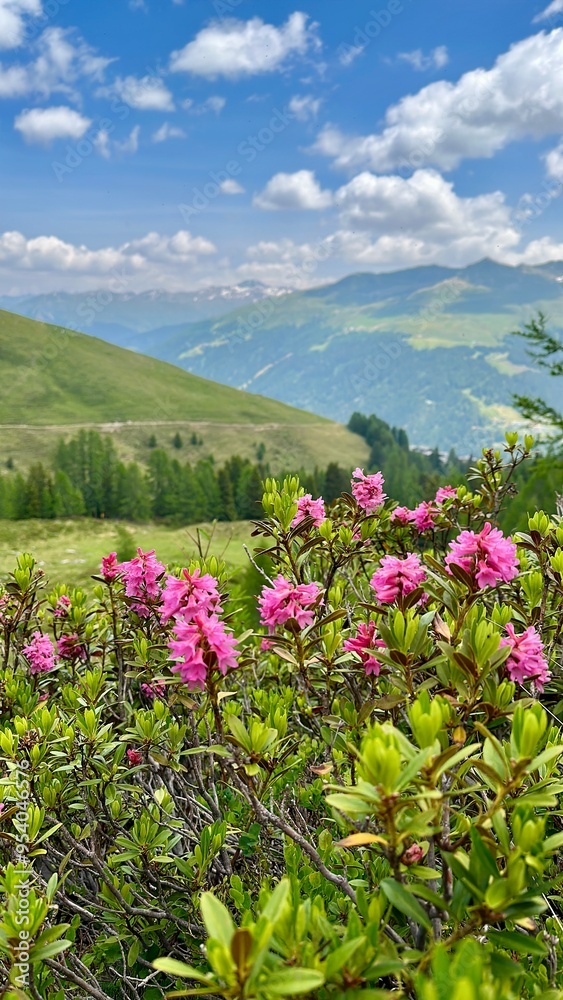 Alpenrosen mit schöner Berglandschaft im Hintergrund. Alpenrosen mit schöner Berglandschaft im Hintergrund.