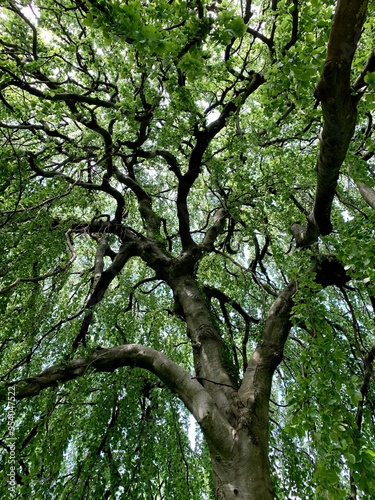 Atemberaubender Baum.