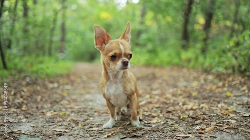 Chihuahua dog sitting on ground in park, slow motion
