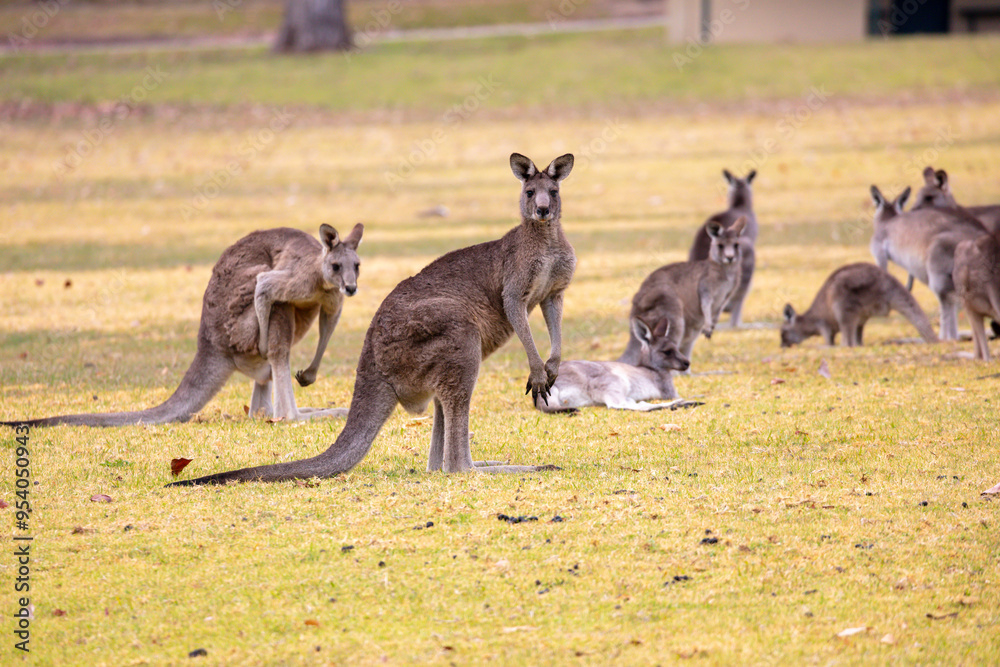 Photograph of Kangaroos relaxing in a grassy field in the town of Talbingo in Kosciuszko National Park in the Snowy Mountains in New South Wales in Australia. Photograph of Kangaroos relaxing in a grassy field in the town of Talbingo in Kosciuszko National Park in the Snowy Mountains in New South Wales in Australia.