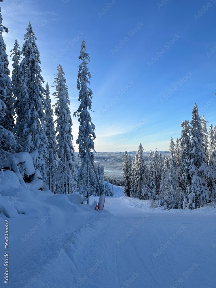 Fototapeta premium natur