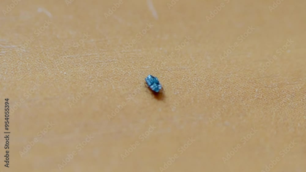 close-up of a Megatoma undata, a Saproxylic beetle close-up of a Megatoma undata, a Saproxylic beetle