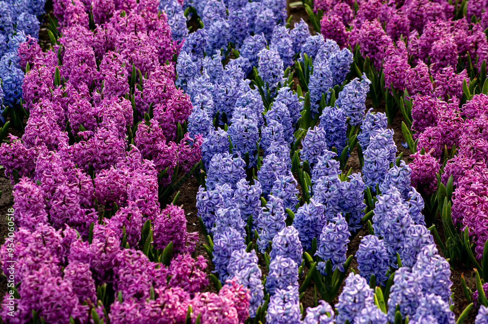 Patchwork of Purple and Blue Hyacinths in Garden Patchwork of Purple and Blue Hyacinths in Garden