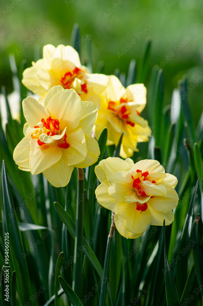 Cluster of Yellow Daffodils with Orange Hues Cluster of Yellow Daffodils with Orange Hues