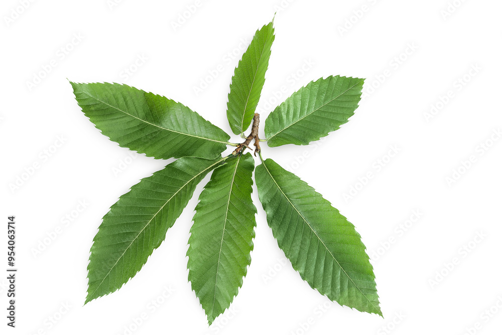 Leaves of sweet chestnut tree isolated on white background. Top view. Flat lay Leaves of sweet chestnut tree isolated on white background. Top view. Flat lay